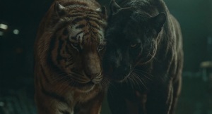 Όταν ο «Τίγρης» τα βάζει με ένα... Puma (video)
