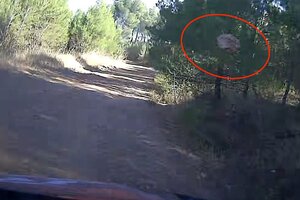 Έριξε ή δεν έριξε θεατής την πέτρα; Η FIA απαντά για το πιο πολυσυζητημένο περιστατικό του Ακρόπολις (video)