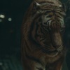 Όταν ο «Τίγρης» τα βάζει με ένα... Puma (video)