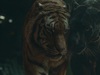 Όταν ο «Τίγρης» τα βάζει με ένα... Puma (video)